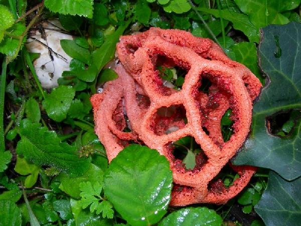 Bolet 24:
Gita de bruixa.