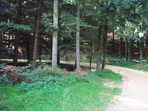 Preciosos caminos rodeados de abetos...