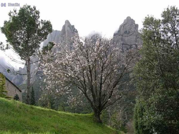 Santa Cecilia de Montserrat