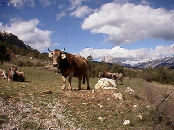 pastoral