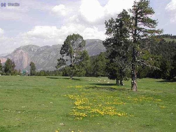 Els rassos de Peguera