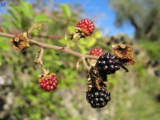 Las moras, el t&iacute;pico fruto de septiembre