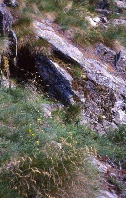 Una marmota