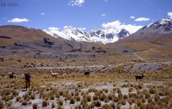 Pampas llenas de llamas y alpacas cerca de la represa Tuni.