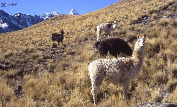Llamitas en el camino de regreso a Tuni.