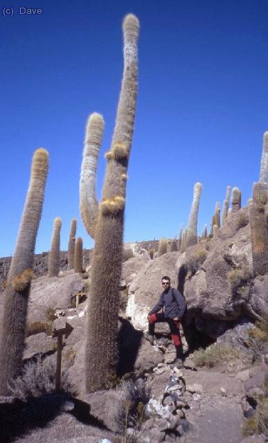 Megacactus. Al lao mi persona para que podais ver la escala