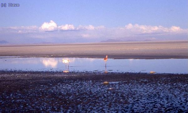 Flamencos andinos cerca de Jirira