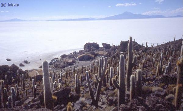 Vista desde la cima de la Isla Pescado en direcci&oacute;n N al Tunupa