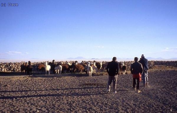 Grupo de llamas en Jirira