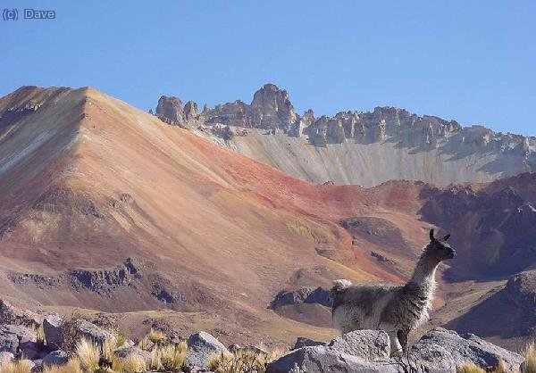 Una llama. Al fondo la cresta somital del Tunupa