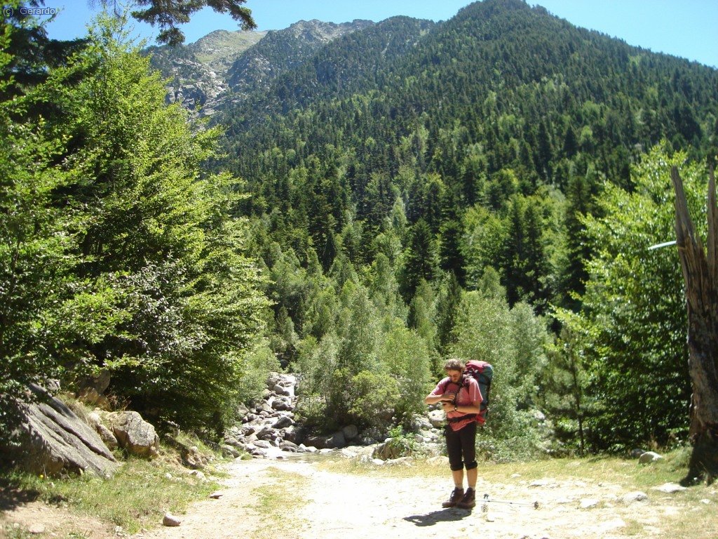 La dureza del sol de verano catapulta el verde del bosque.