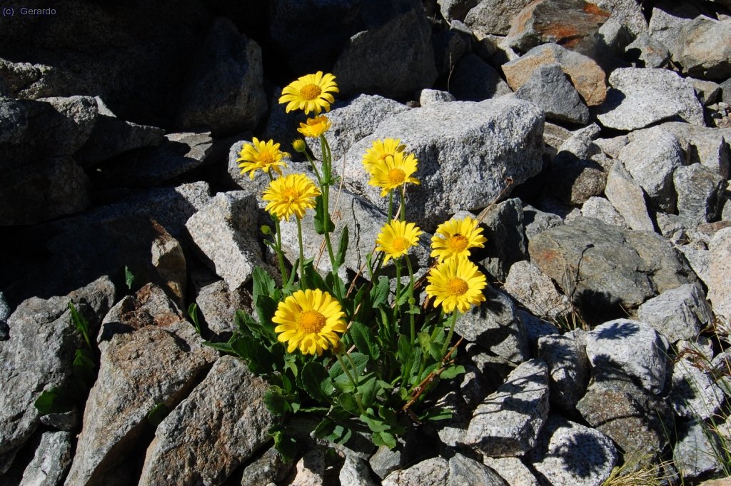 Si alguien sabe qu&eacute; flor es, le agradecer&eacute; la informaci&oacute;n. Sal&iacute;an entre la tartera y las rocas, por todas partes.
