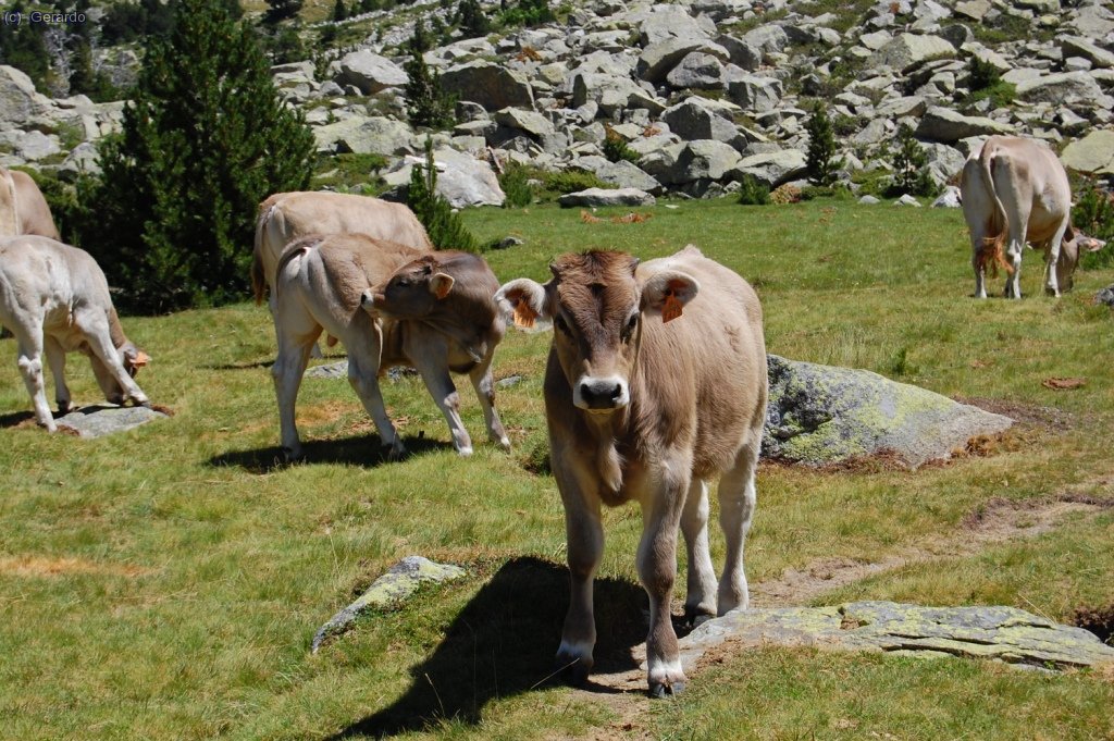 Los desafiantes terneros de monta&ntilde;a.