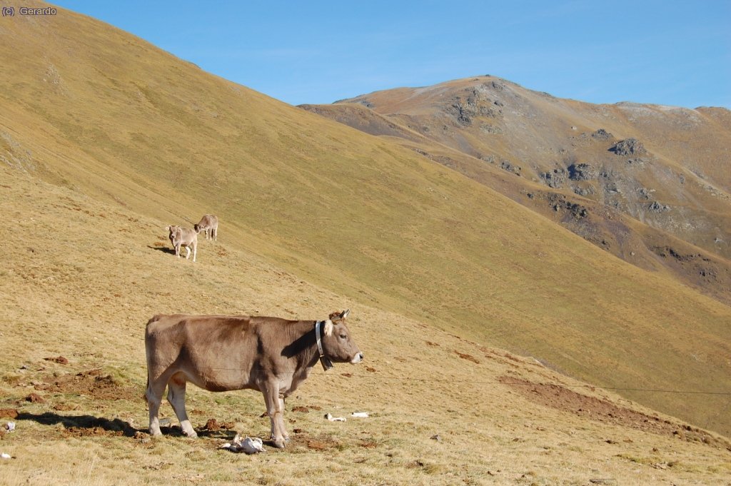 I les vaques, senyores naturals de la contrada, amb el Pastuira al fons. Mel les va molestar molt poc perqu&egrave; no les asustava gaire aquesta petita bestiola cridanera, i ja se sap, mai s
