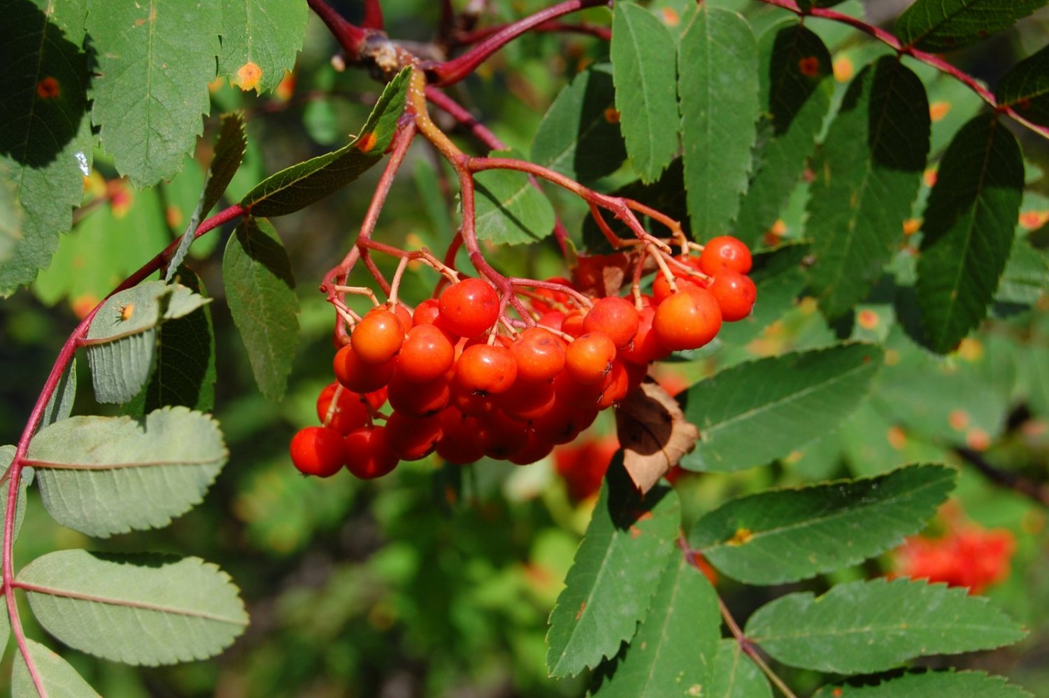 Fruits de la moixera de guilla (Serval de los cazadores en castellano).