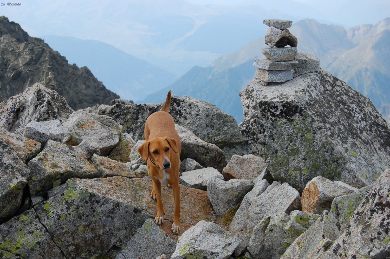 Gos suposadament famolenc al cim del Bisiberri Sud.