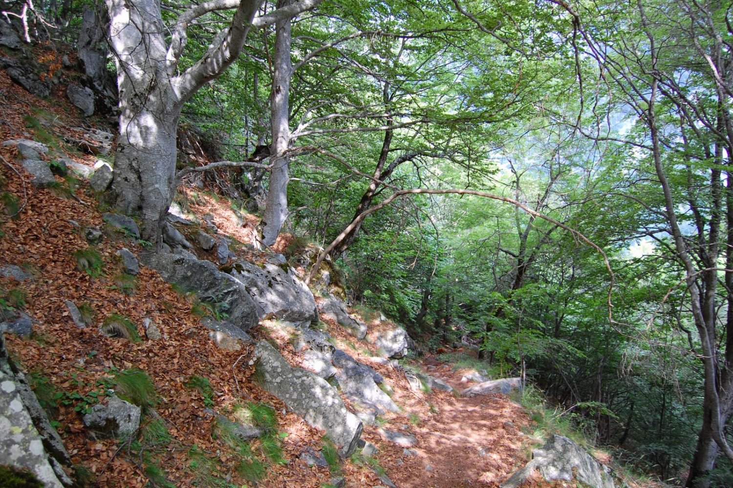 La fageda per sobre del balneari, en el tram final de baixada.