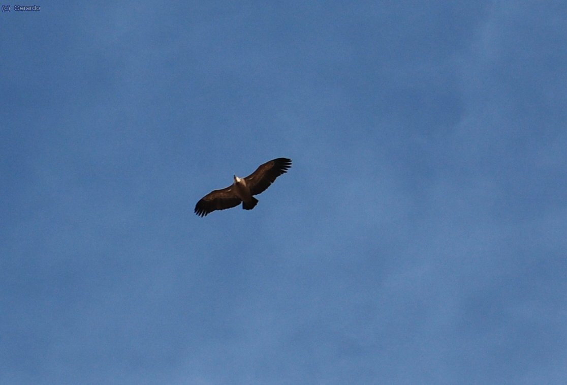 Un dels voltors que voltaven (mai millor dit...) per la zona.