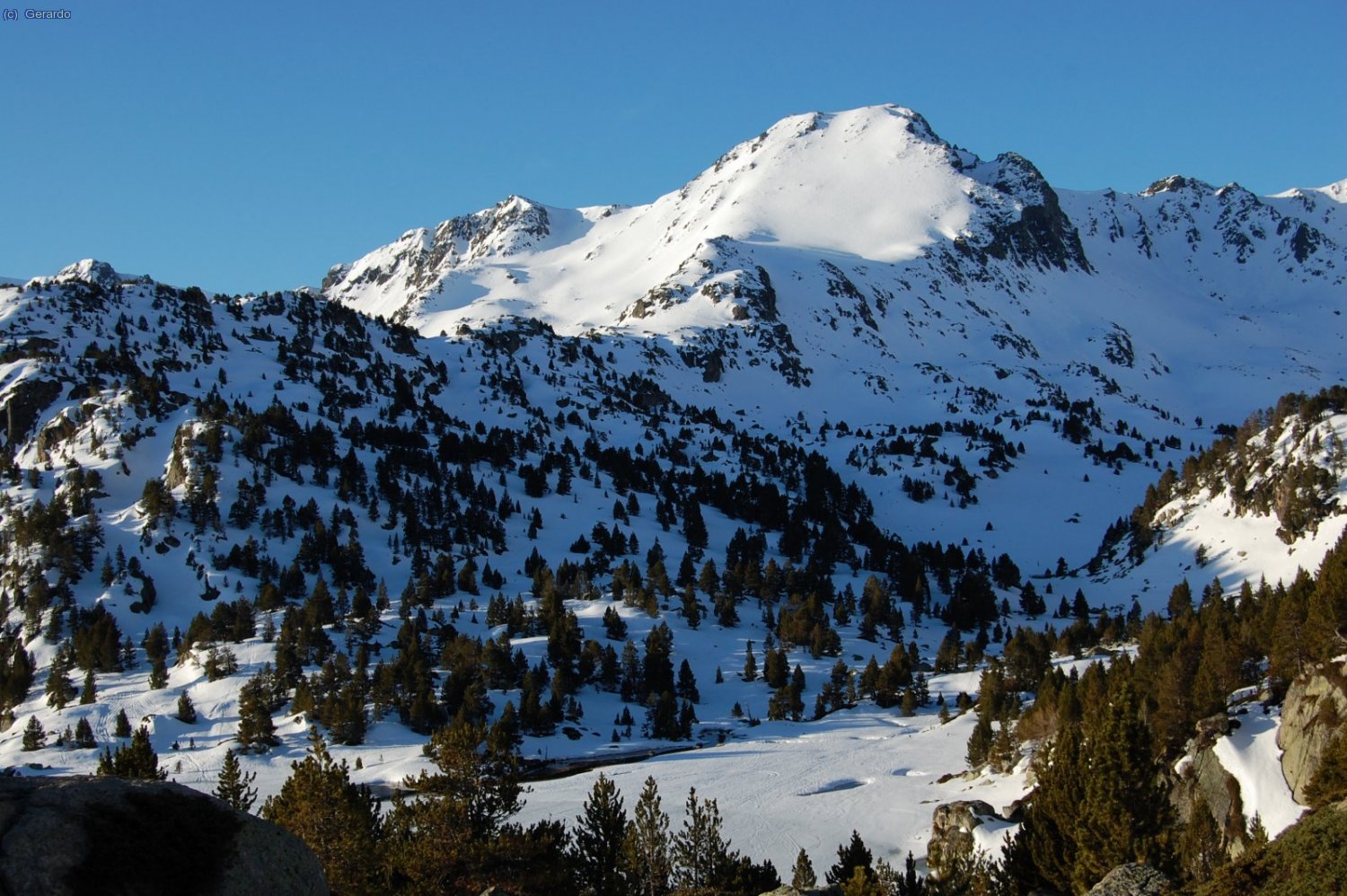 Quina planta t&eacute; des d