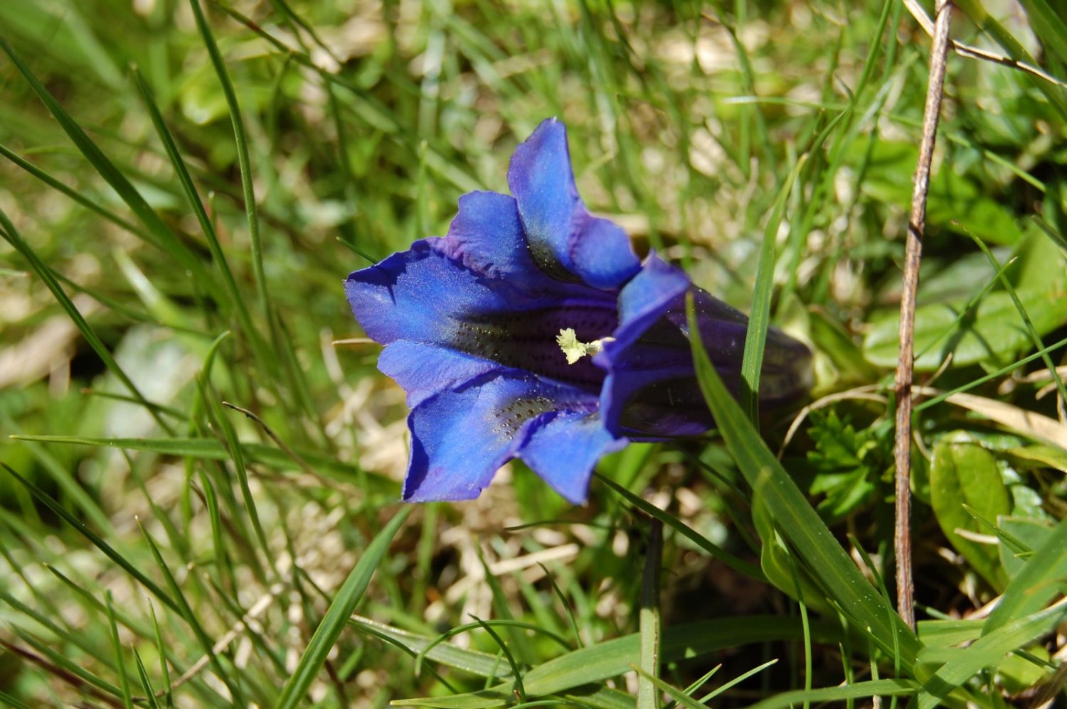 ... y gencianas, muchas gencianas...