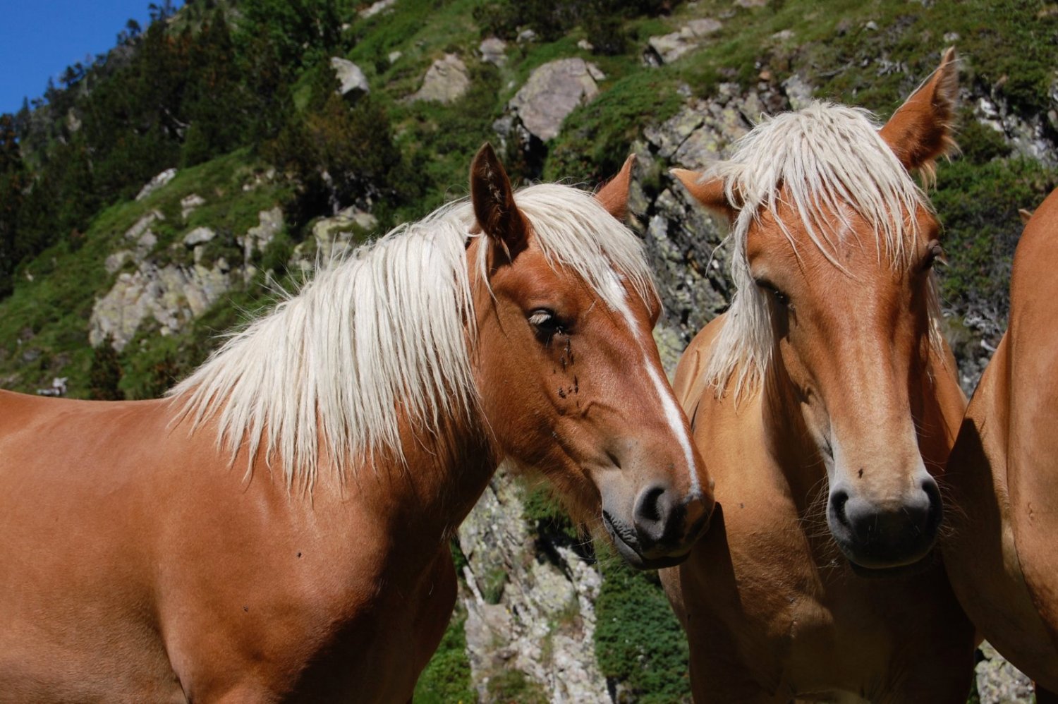 Janto y Balio, los caballos de Aquiles, el de los pies ligeros...