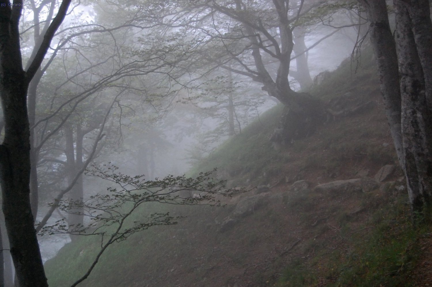...el hayedo m&aacute;gico encelado entre las nubes de norte que dominan la m&eacute;teo de este s&aacute;bado 17.
