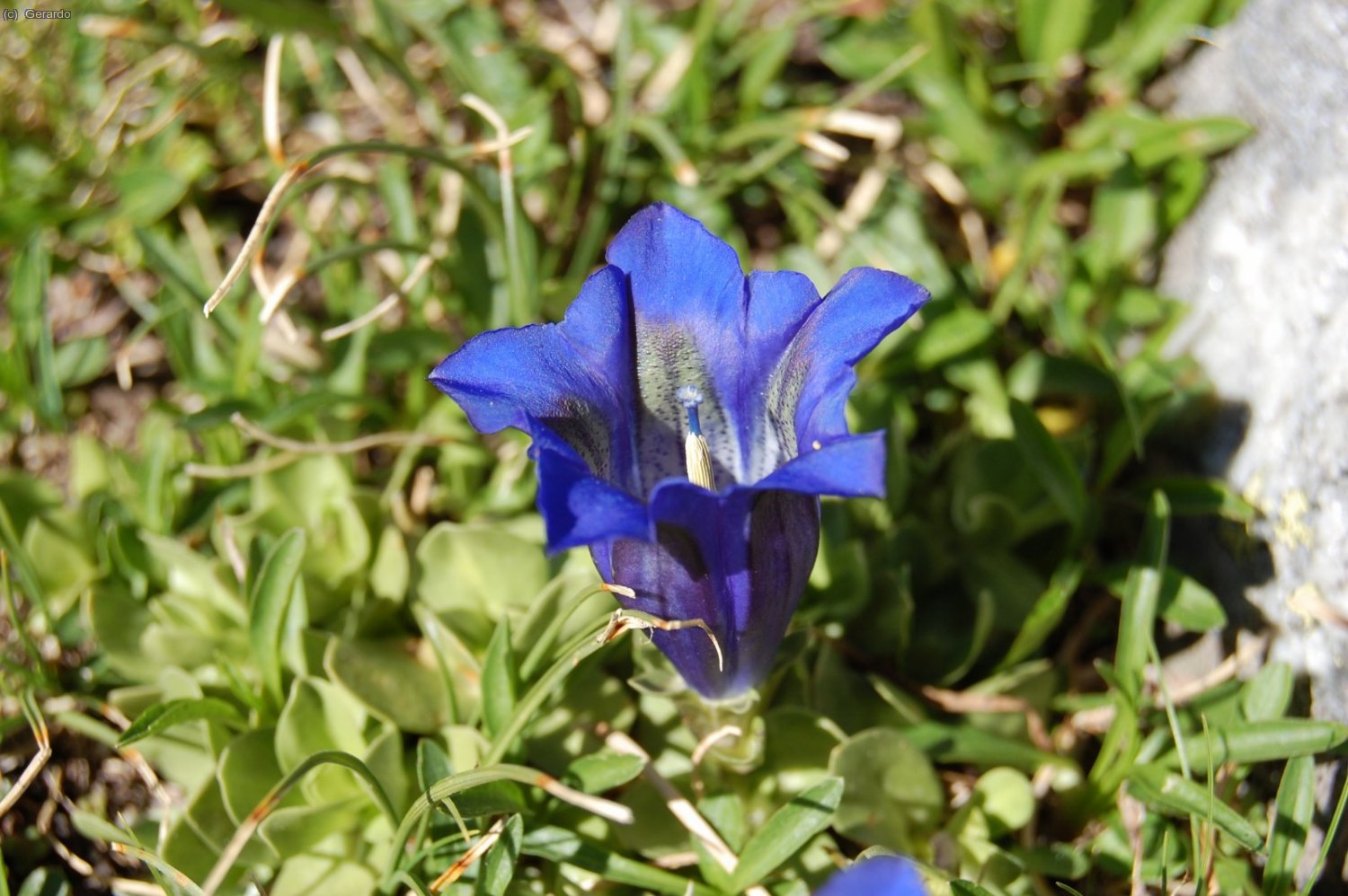 Una genciana... Hab&iacute;a montones de ellas, y &eacute;sta estaba junto a un peque&ntilde;o arroyo de fusi&oacute;n que me ayud&oacute; a hidratarme cuando el calor me estaba machacando m&aacute;s...