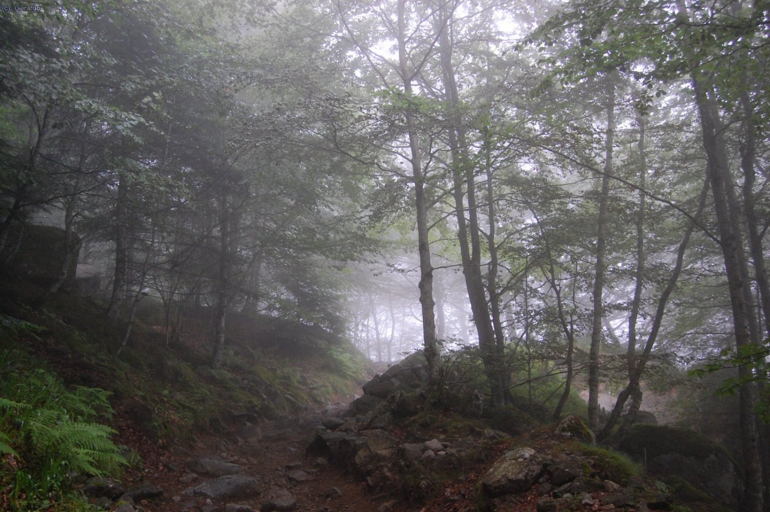 Cerca de las Granjas de Astau todav&iacute;a, discurriendo por el hayedo...