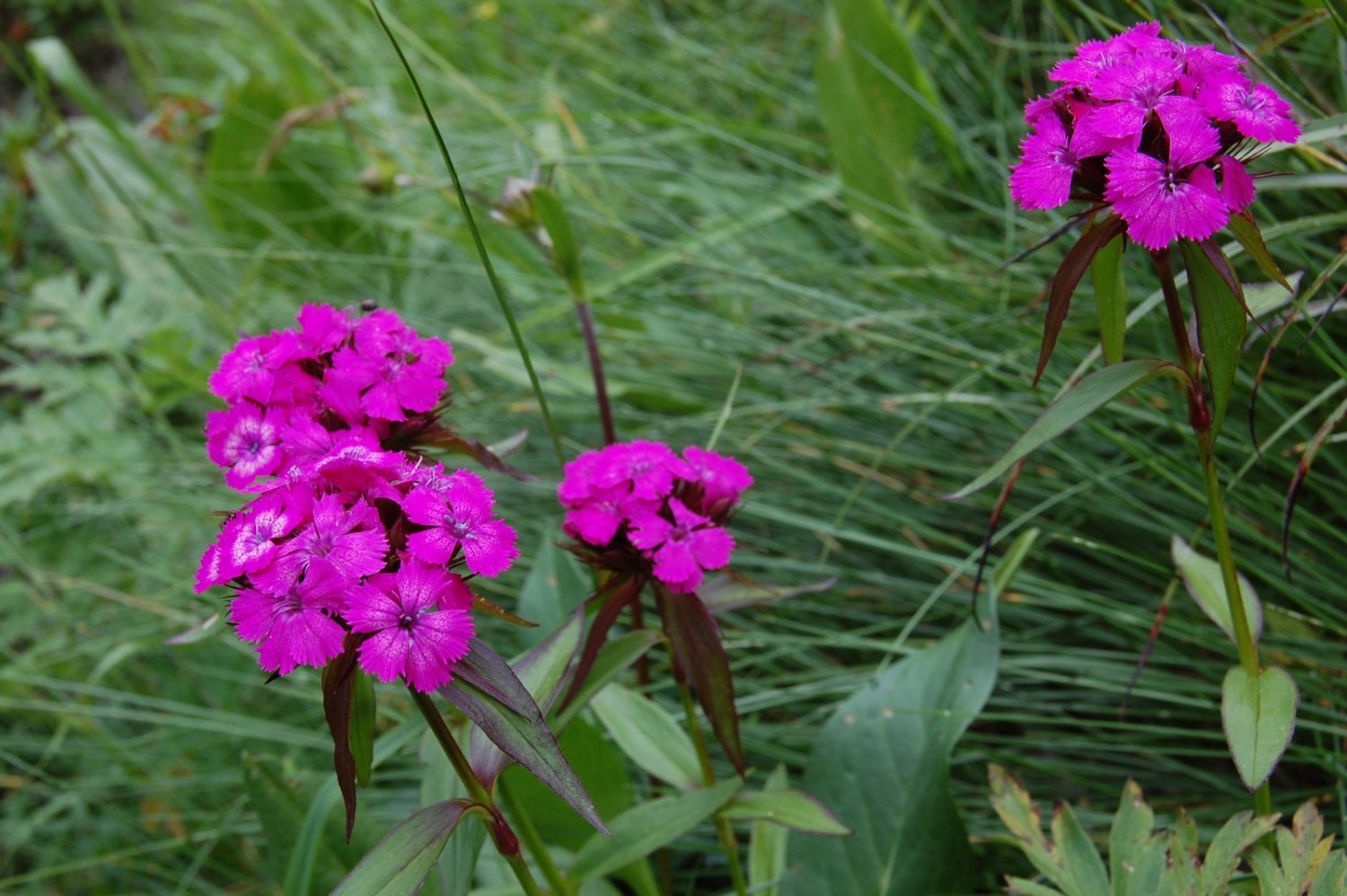 I flors, quantitats b&agrave;rbares de flors els noms de les quals desconec...