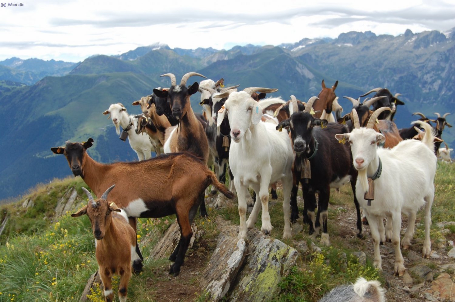 Aquestes bestioles no semblen tenir massa por de la Mel, la veritat.