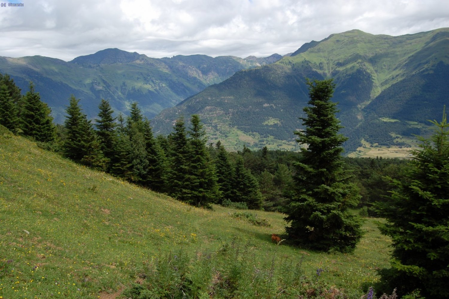 S&iacute;, aix&ograve;, un aut&egrave;ntic jard&iacute;.