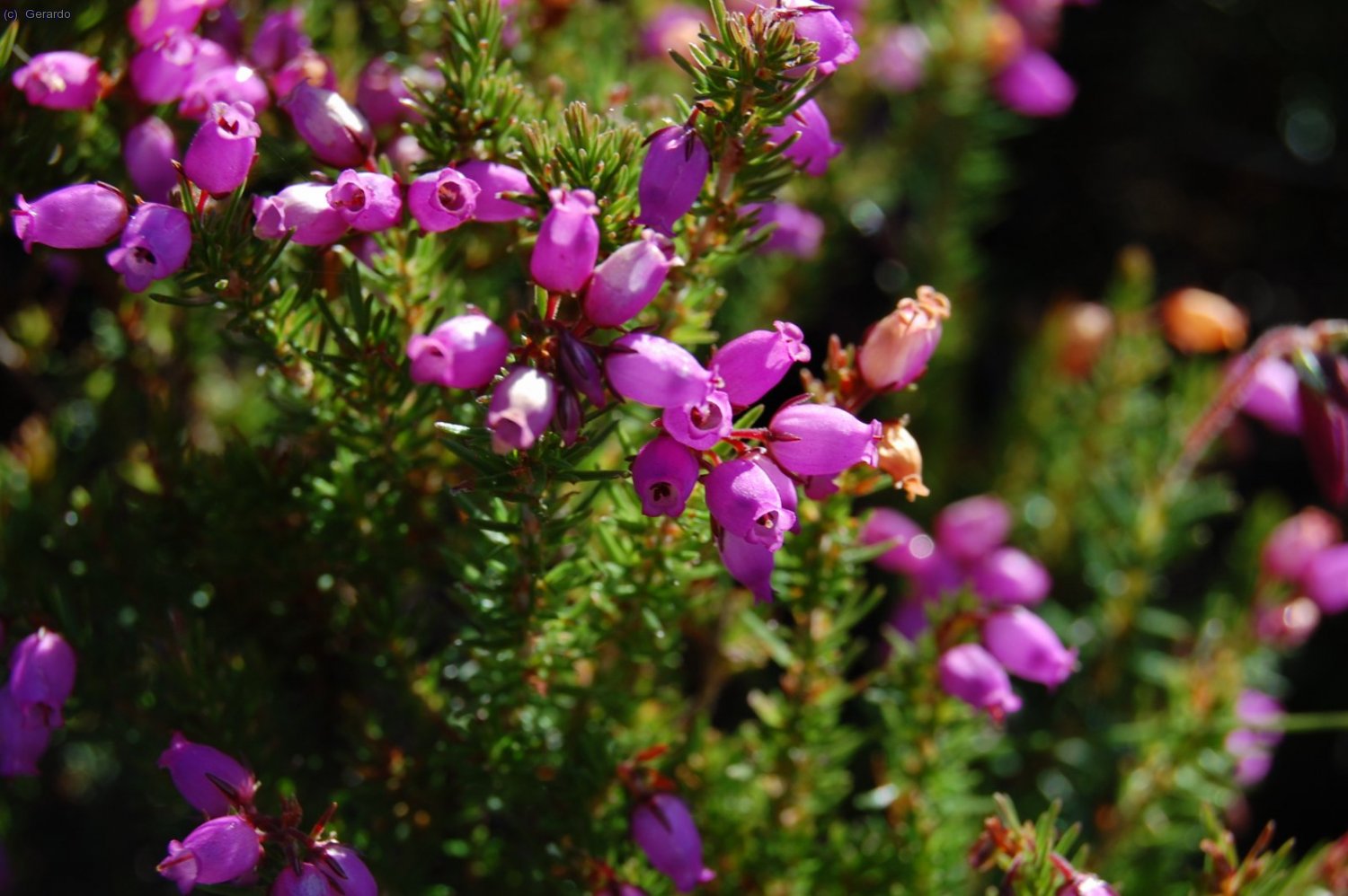 Muchos brezos...