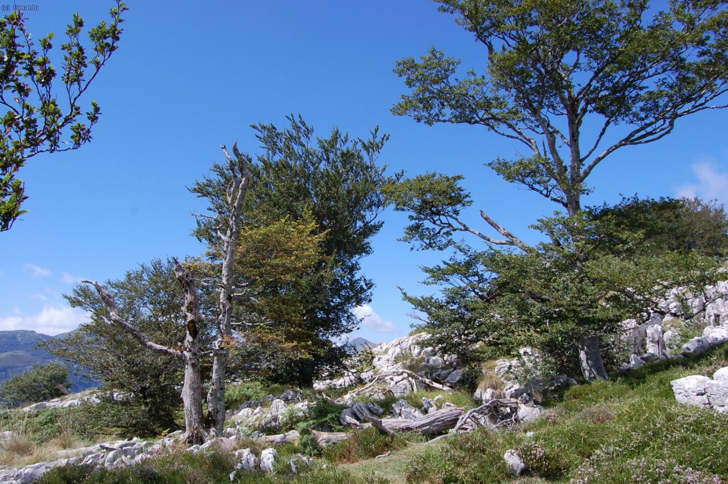Hayas muy resistentes casi en pleno roquedo.