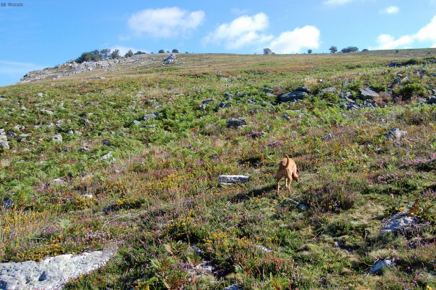El amplio sector central del ascenso: una suave rampa tapizada de brezos.