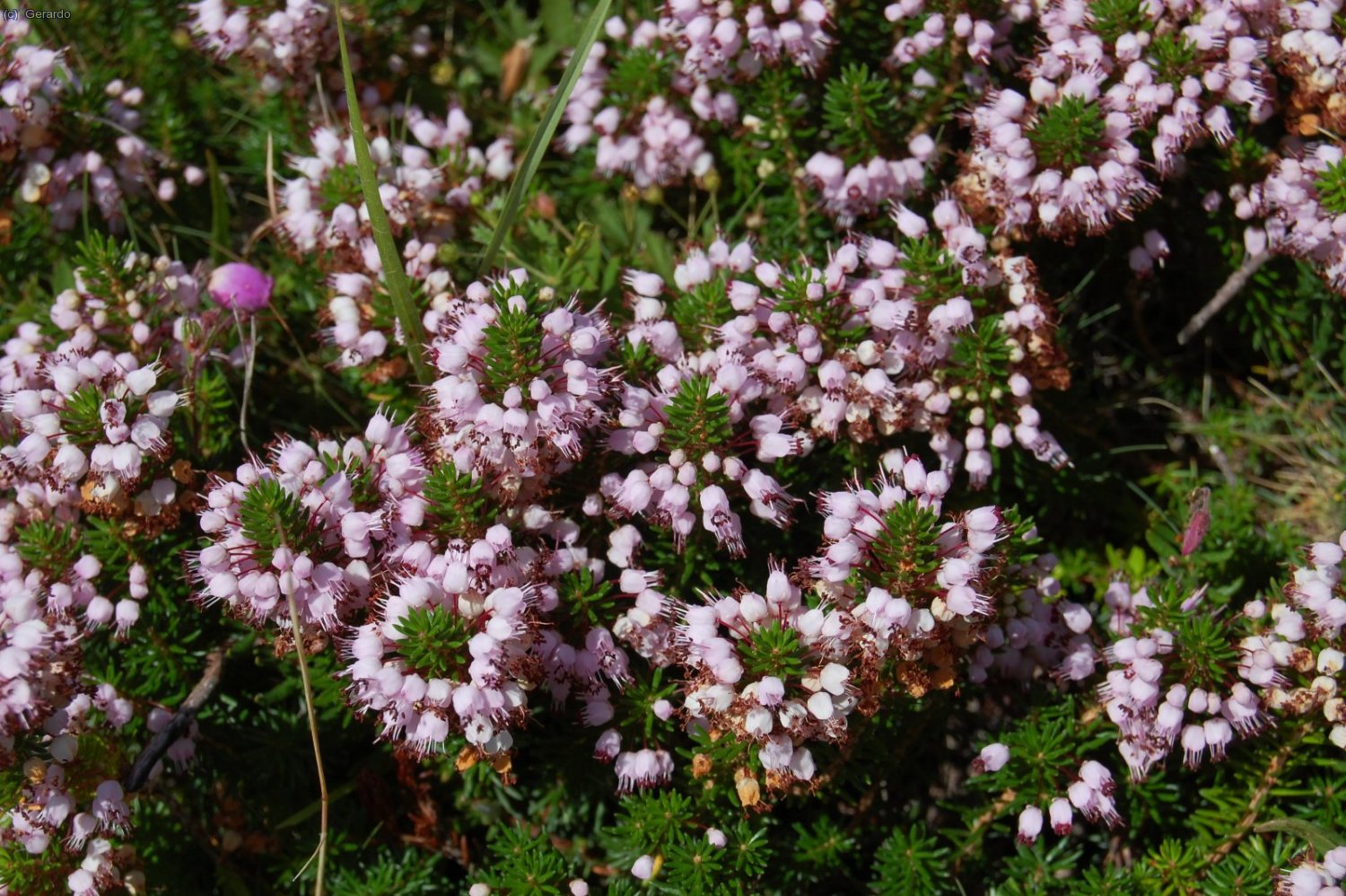 Y brezos blanquecinos...