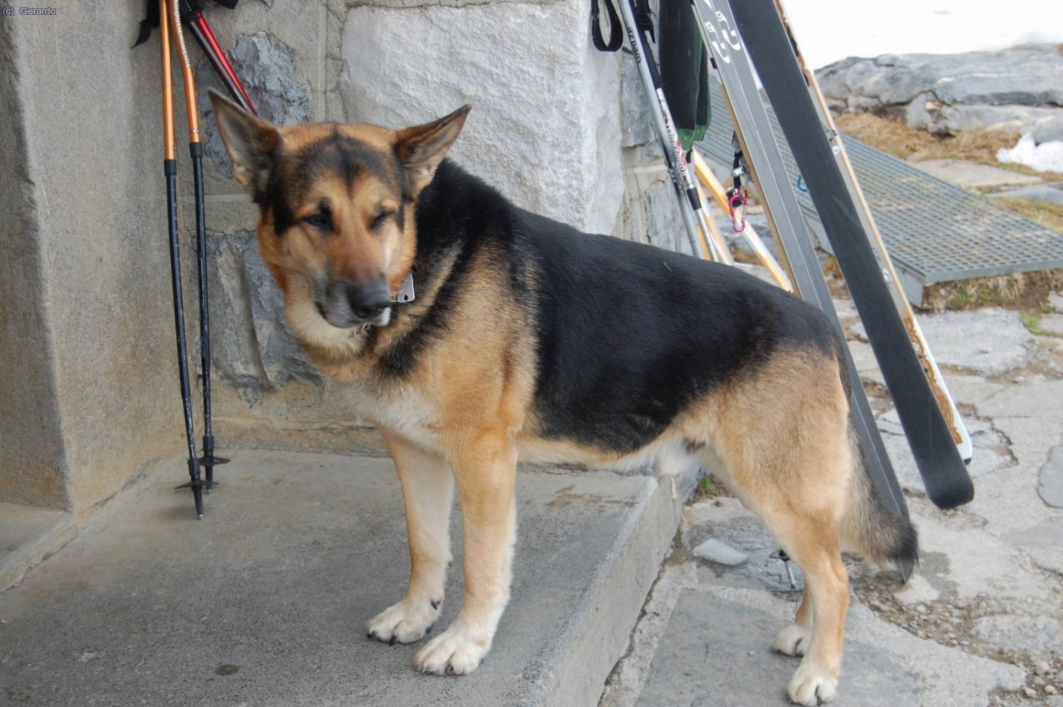 Crunch, el perro del refu.