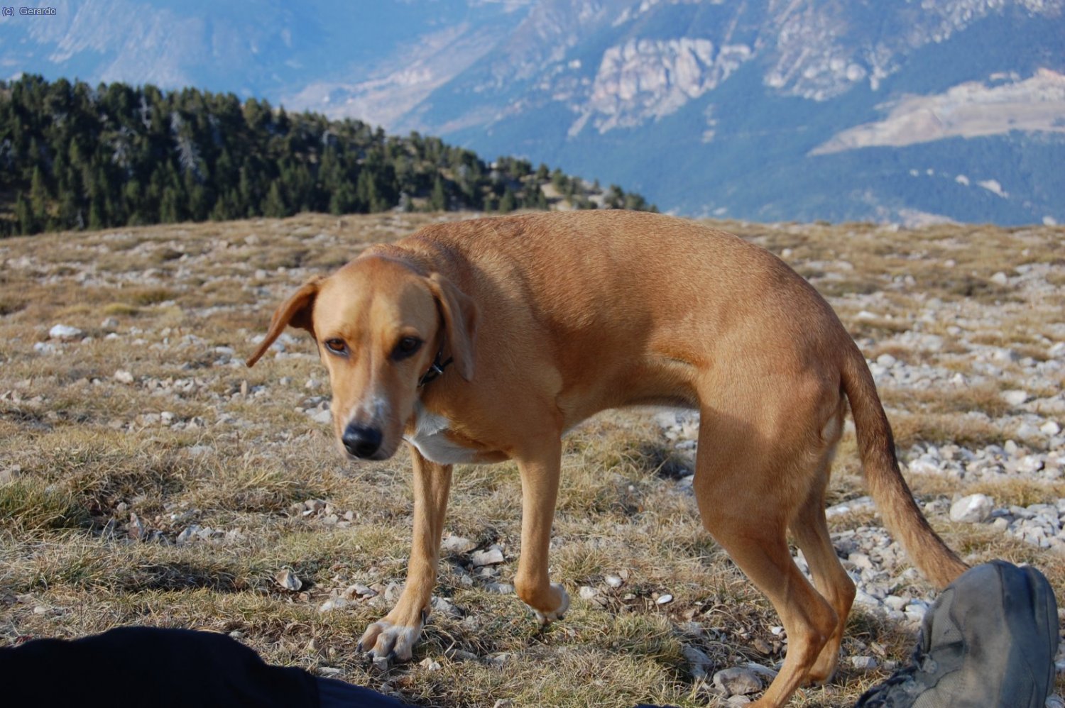 Bestioles.