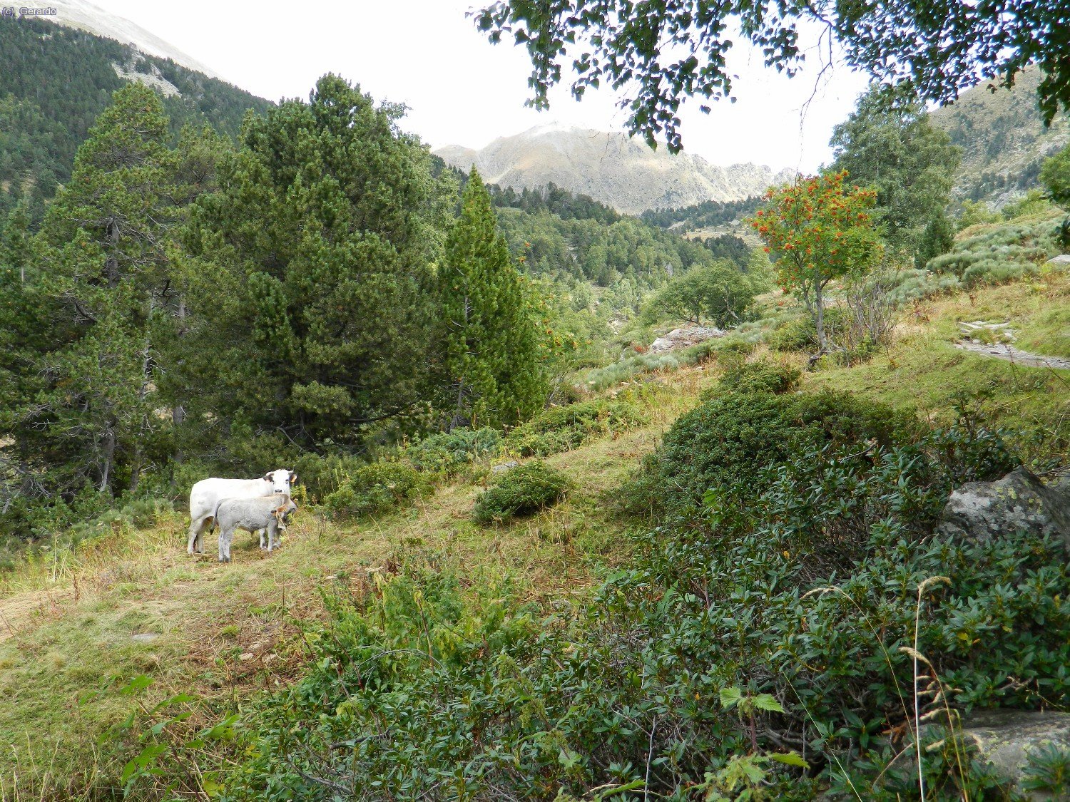 Ja molt avall, vaques i moixeres de guilla ("servales de los cazadores" en castellano).