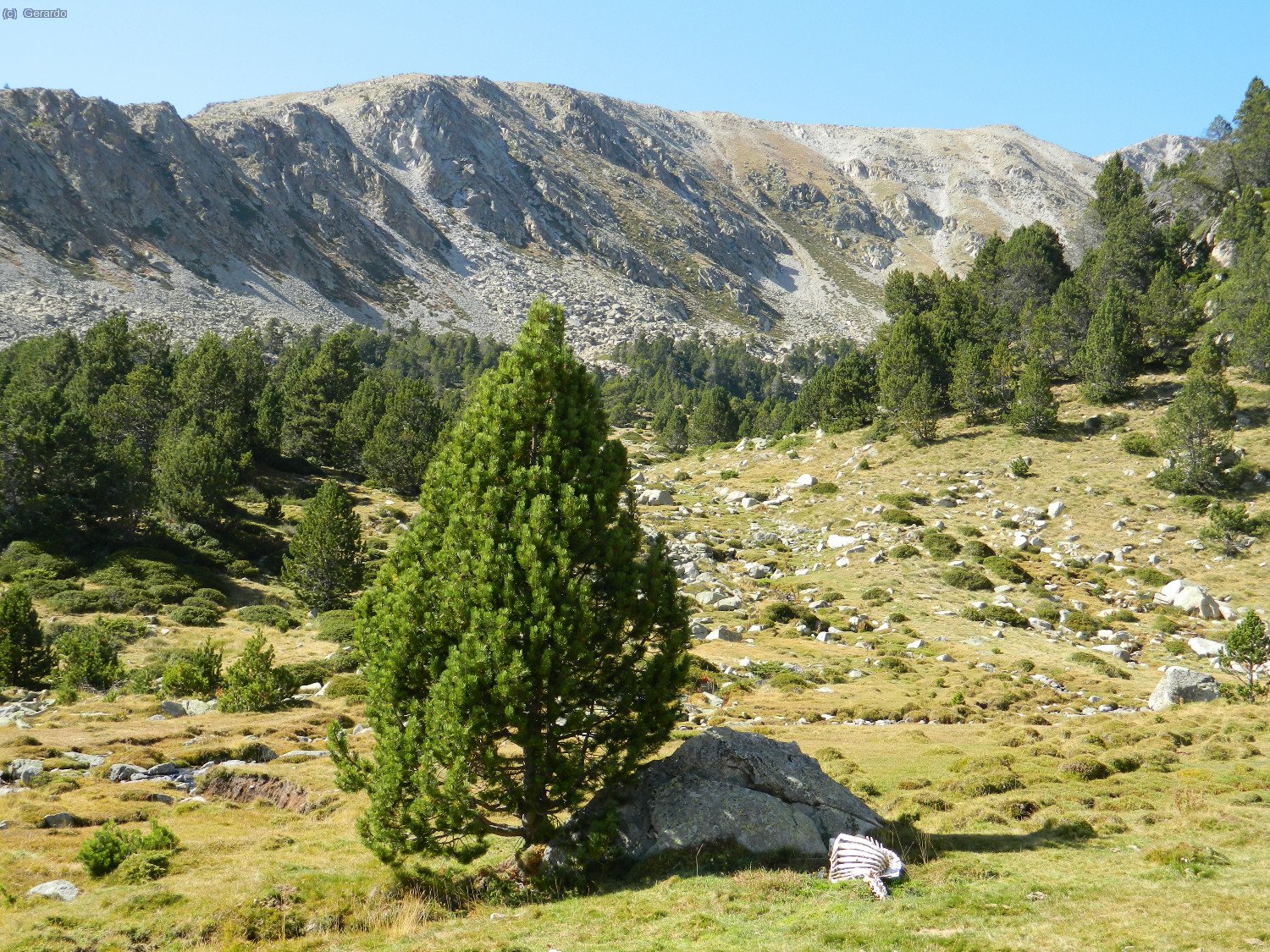 Paradisiac potser... Encara que no tant: fixeu-vos en el que es veu a la dreta del pi, al costat de la gran roca...