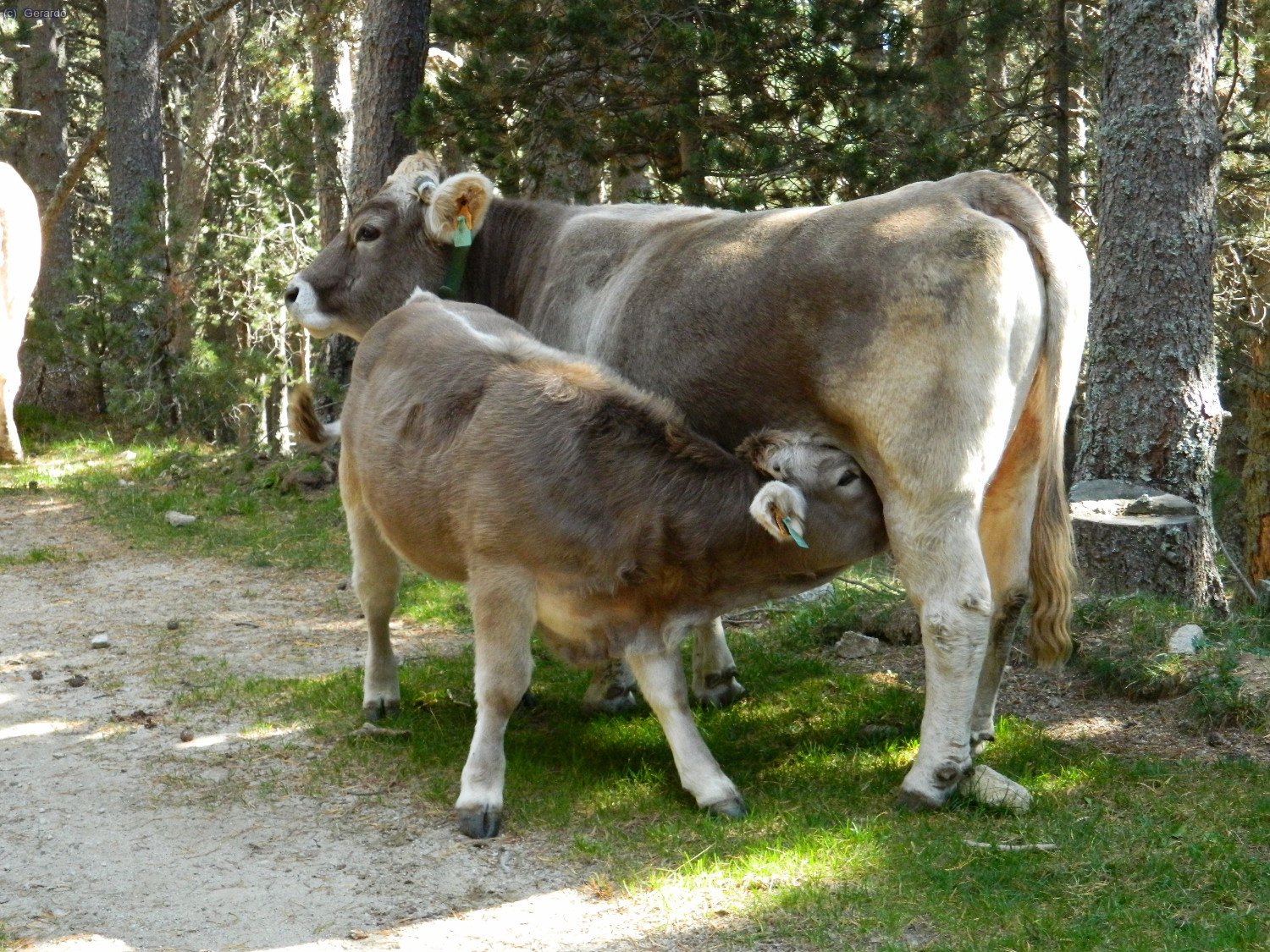I acomiado amb aquest berenar nutritiu...