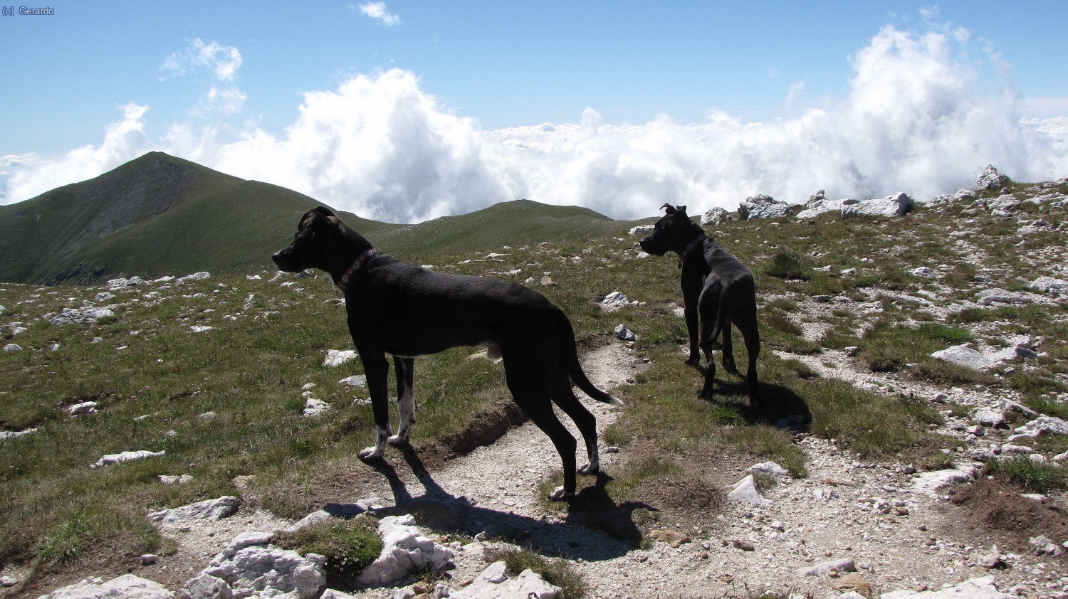Otto i Plom, The Black Dogs.