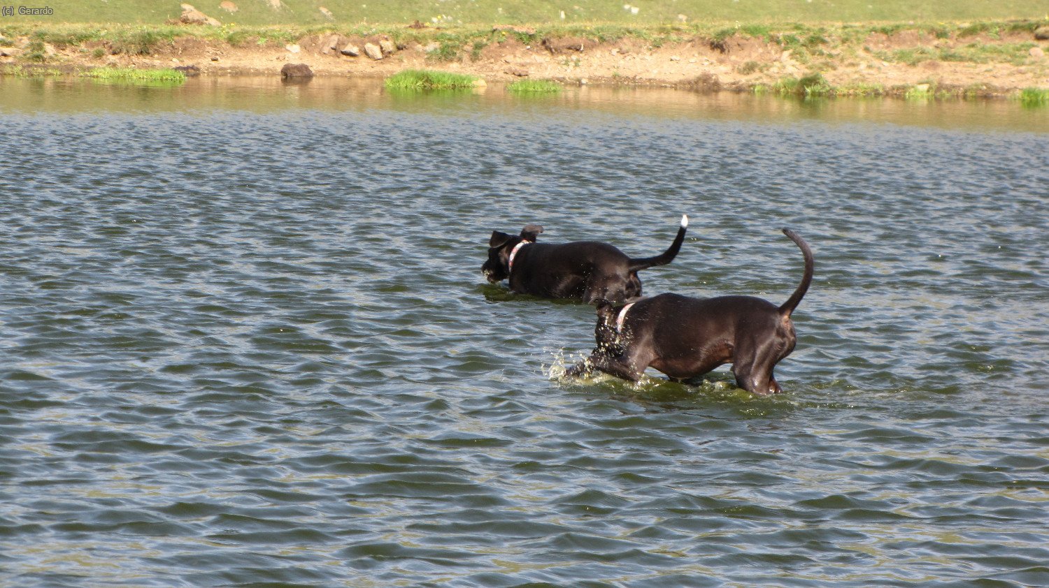 Y los perritos refresc&aacute;ndose en la "bassa" que se ve en la foto anteror.