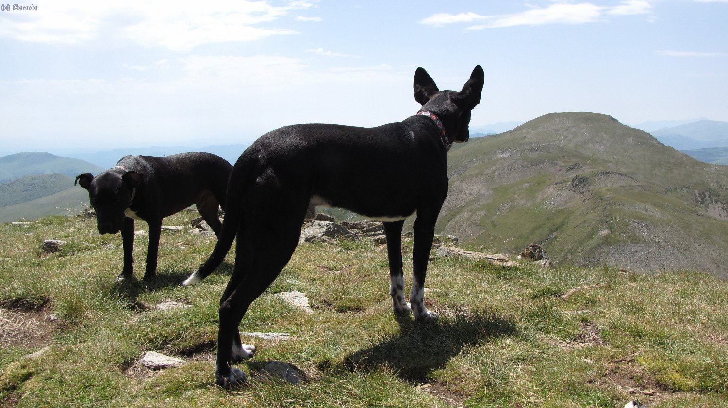 Y en la cima del Fontlletera de nuevo. Plom ha llegado atado detr&aacute;s de m&iacute;, muy despacio, casi arrastrado por la correa... Aqu&iacute; echa una gran vomitera y se reanima un poquito, pese a esa cabeza baja...