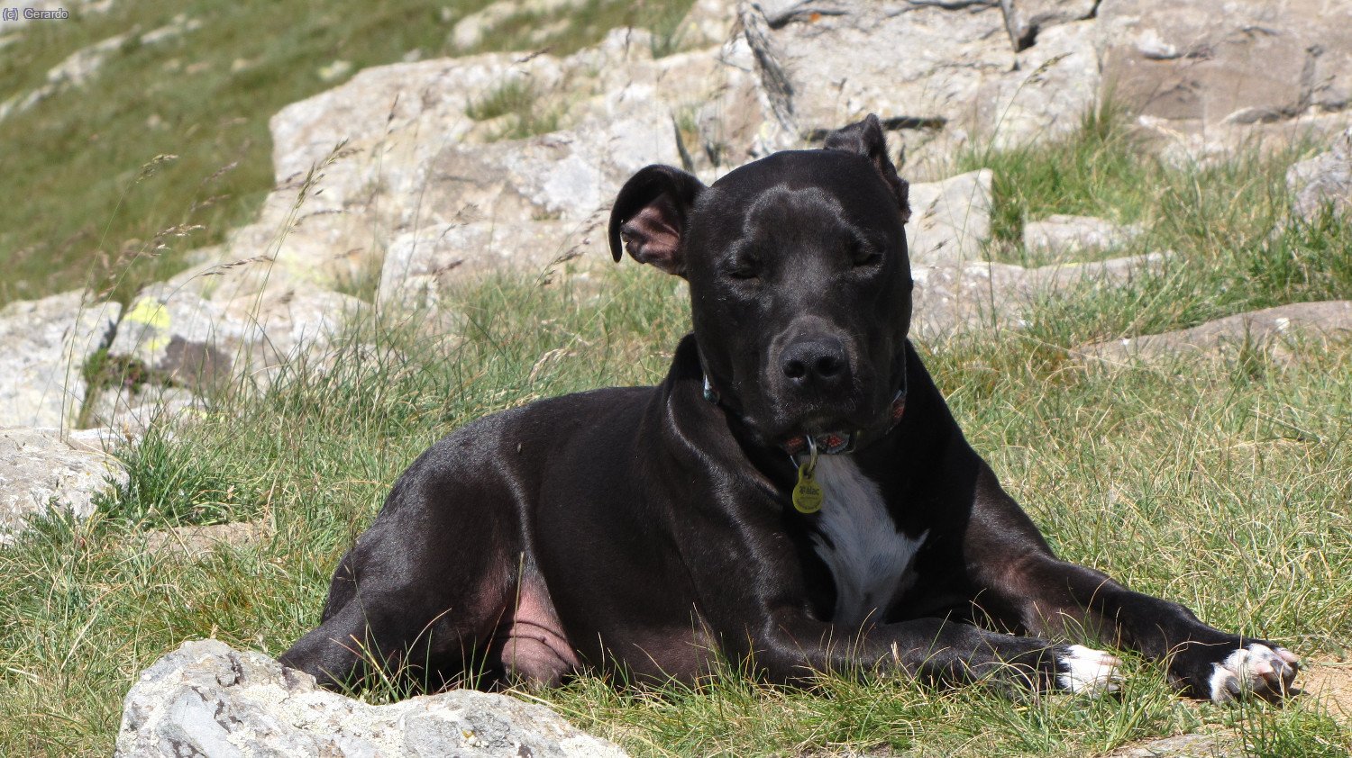 La verdad es que est&aacute; cascado, pobret... Y no s&eacute; exactamente por qu&eacute;, aunque el hecho de haber vomitado y reanimarse parece apuntar hacia una crisis estomacal...
