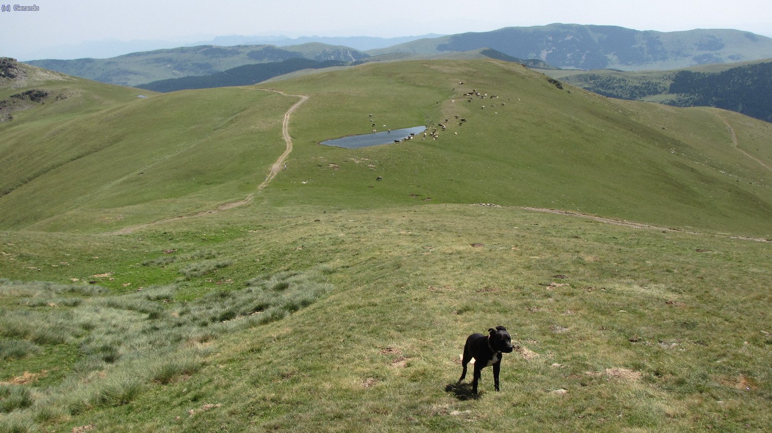 Y vamos bajando, Plom ya suelto y por sus propios medios, ya sin tener que arrastrarlo con la correa. Otto, infatigable, persigue a ratos a alg&uacute;n rebeco...