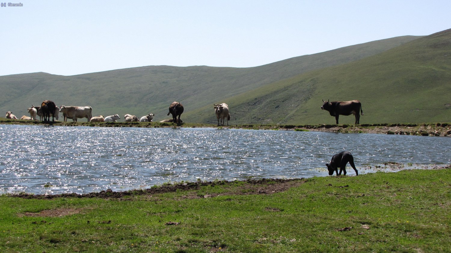 Otto y Plom abrevan en esta "bassa" sin preocuparse en absoluto de molestar a las vacas.