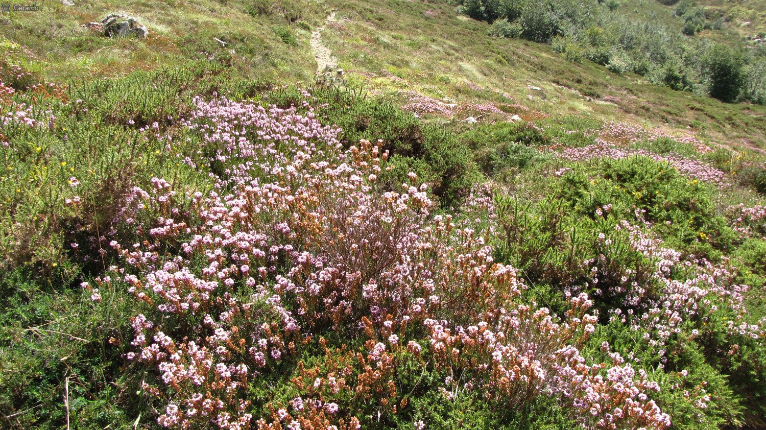 &Aacute;rgomas (brezos) en cantidades industriales y de casi todos los colores.