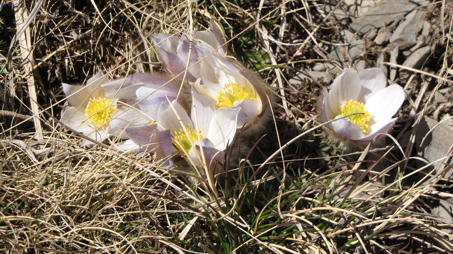 Éstas no sé qué son...
