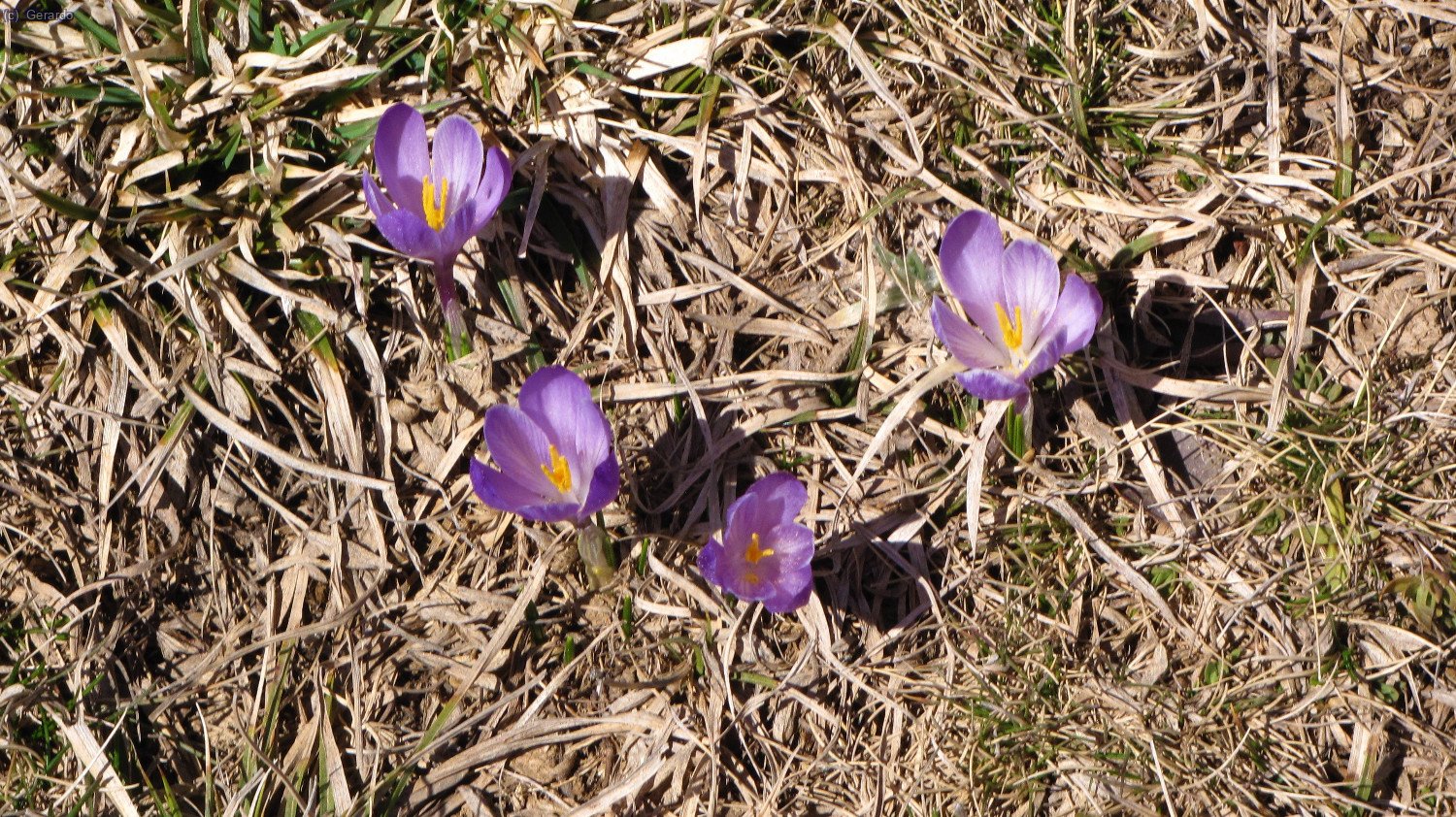 Flores de azafrán silvestre.