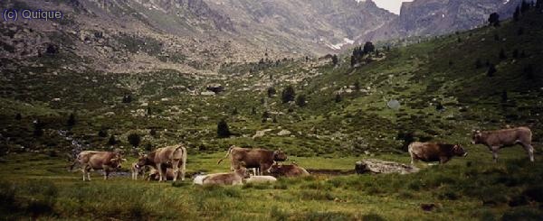 Vaques a Pla de Boet